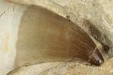 4.7" Fossil Rooted Mosasaur (Prognathodon) Tooth In Rock- Morocco - #192515-1